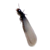 Termite Alate or Swarmer