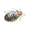Bed bug