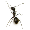 Carpenter Ant