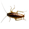 Cockroach