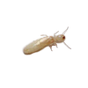 Termite Nymph