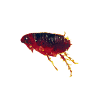 Flea