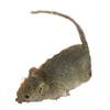 Mice