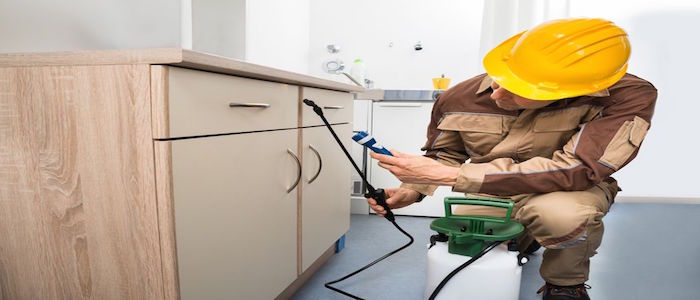 Pest Control—Hire an Exterminator to Free Your Living Space of Pests