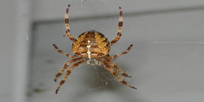 The Do’s of Pest Control