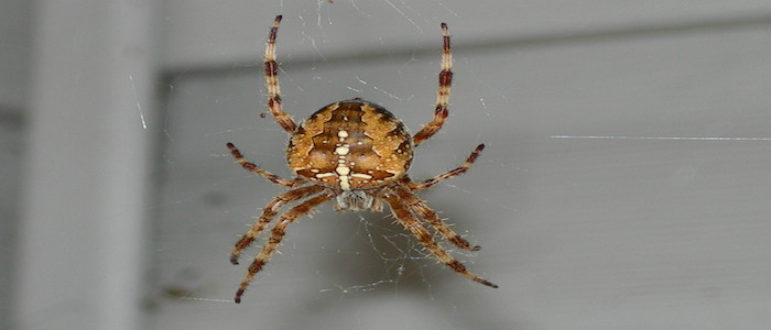 The Do’s of Pest Control